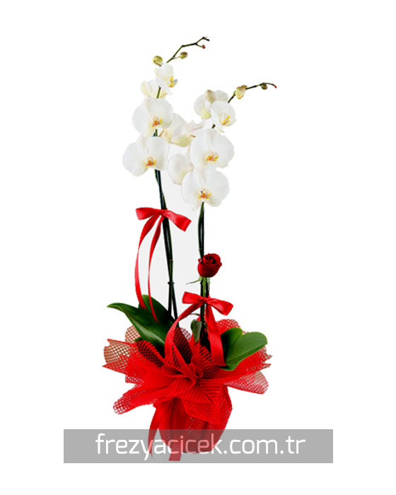 Kırmızı Tüllü Beyaz Orkide